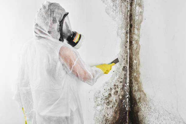 Best Mold Testing and Inspection Services in Homosassa Springs, FL