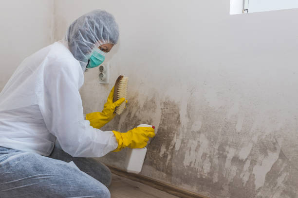 Best HVAC Mold Remediation in Homosassa Springs, FL