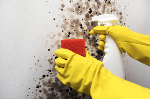 Best Residential Mold Remediation in Homosassa Springs, FL