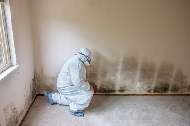 Best Industrial Mold Remediation in Homosassa Springs, FL